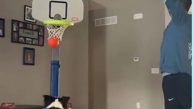 tody funny video