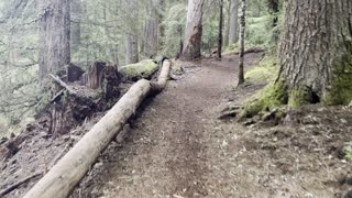 Hiking Willamette National Forest Along Clear Lake Loop – 4K