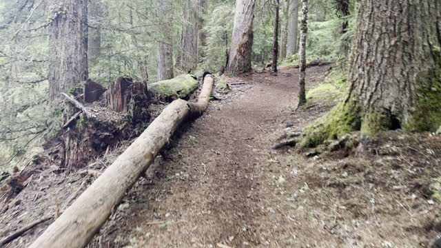 Hiking Willamette National Forest Along Clear Lake Loop – 4K
