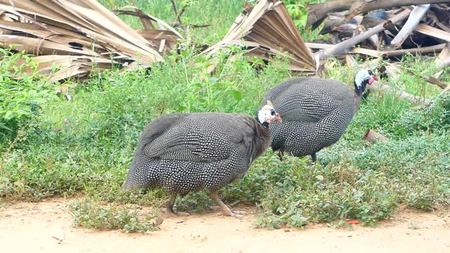 My bird at my rural village