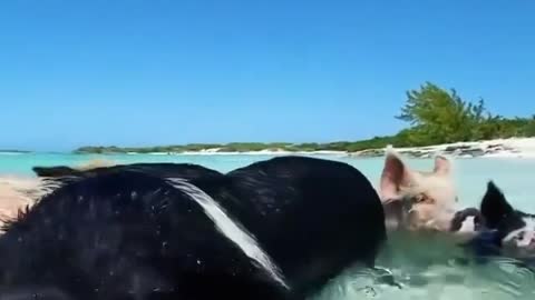 pigs on vacation