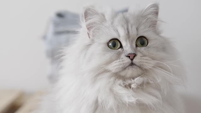 A White persian cat