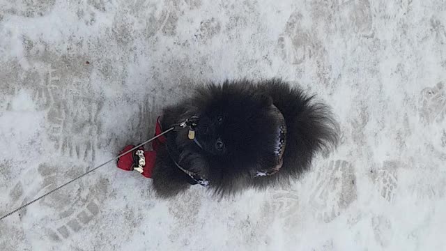 Spitz on a winter walk