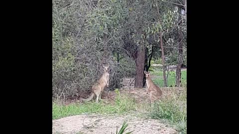 How to Break Up a Kangaroo Brawl