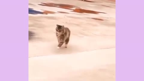Funny Cats video Try Not To Laugh