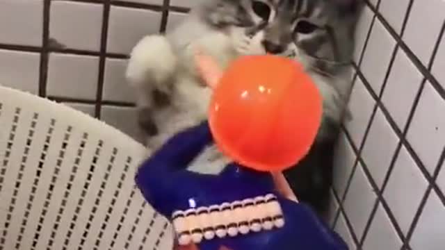 A terrified cat eventually overcomes fear