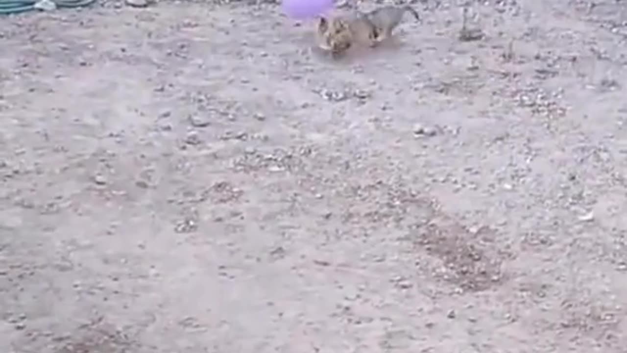 #cat #funny