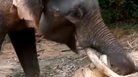 Elephant videos