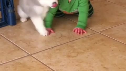 Cute dog kissing the cute baby