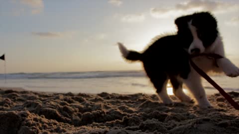 Funny dog happy to sea water fnally