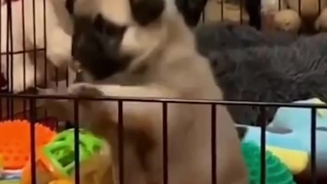 Funny Pug Doing Yoga Training With Its Owenr Cute Dog Video For Yoga Instructors