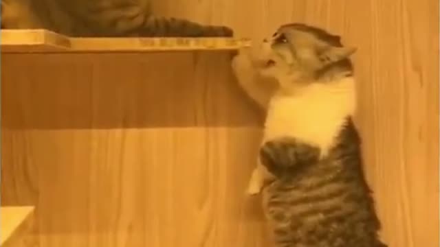 Cute Cat got angry 😱😍