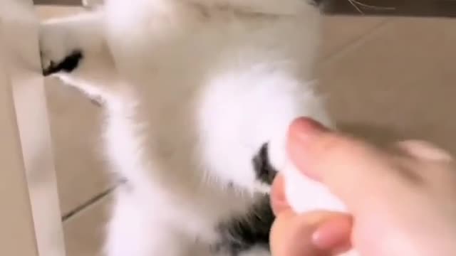 😂😂😻 Love cats? Like & Share