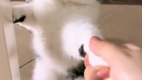 😂😂😻 Love cats? Like & Share