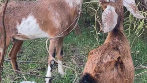 so cute goat and lovely baby goat Ep2