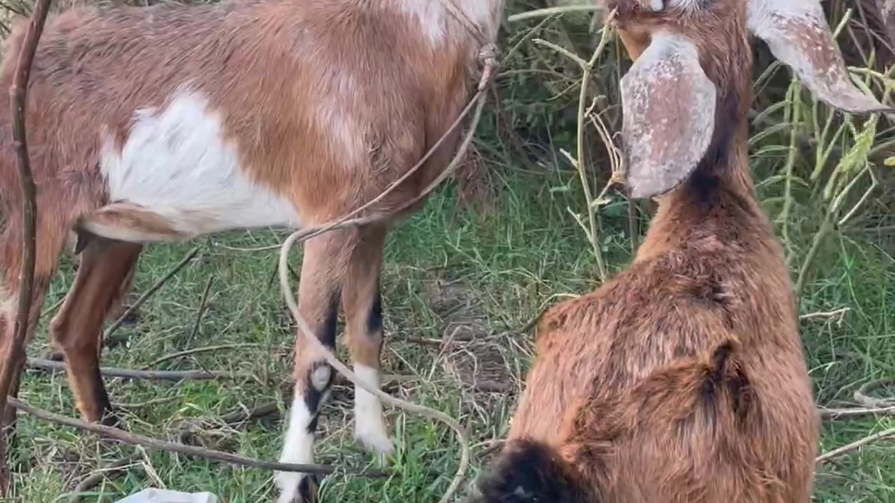 so cute goat and lovely baby goat Ep2