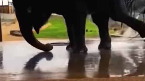 COMPILATION WITH THE FUNNIEST ANIMALS - funny animals pets
