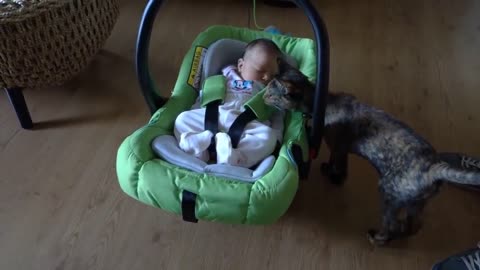 Cute Babies meet cute cats
