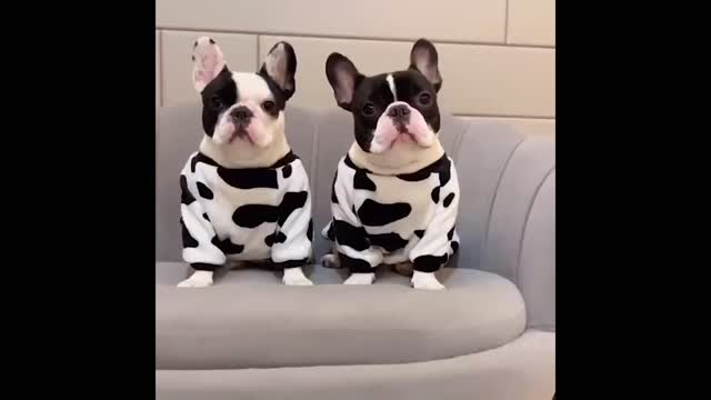 Best animals 2 minutes of funny cats and dogs video 2022