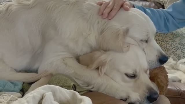 10-Month-Old Pup Lays on Top of His Sister Polly