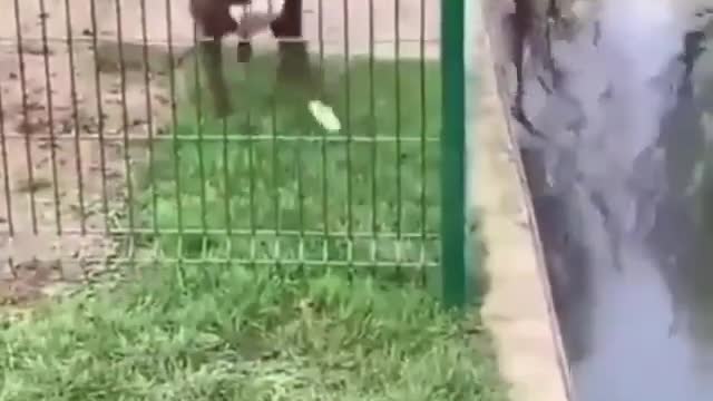 Smart Dog