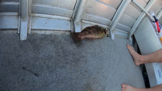 Finally caught a fish.