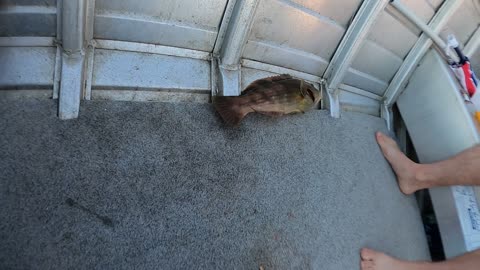 Finally caught a fish.