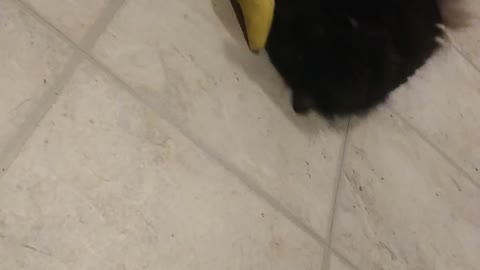 Round 2: Feisty Black Cat Meets Catnip Banana