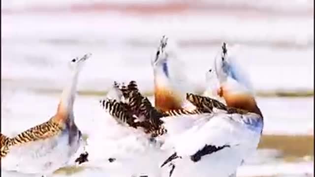 সমুদ্র পাড়ে কী সুন্দর ভাবে পাখিরা সময় পার করতেছে subrato mondol
