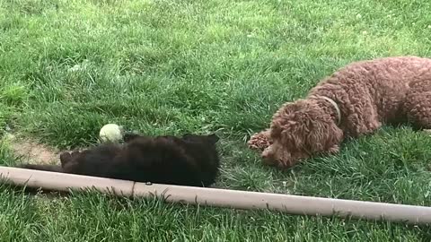 Ginger tries to get her tennis ball back from Rico, but the cat is not having it.