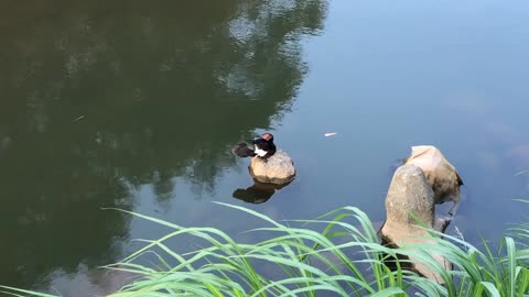 Duckling being groomed