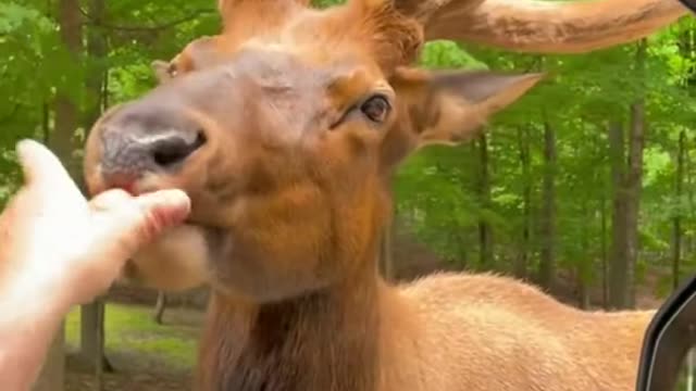 animal funny video !! #short