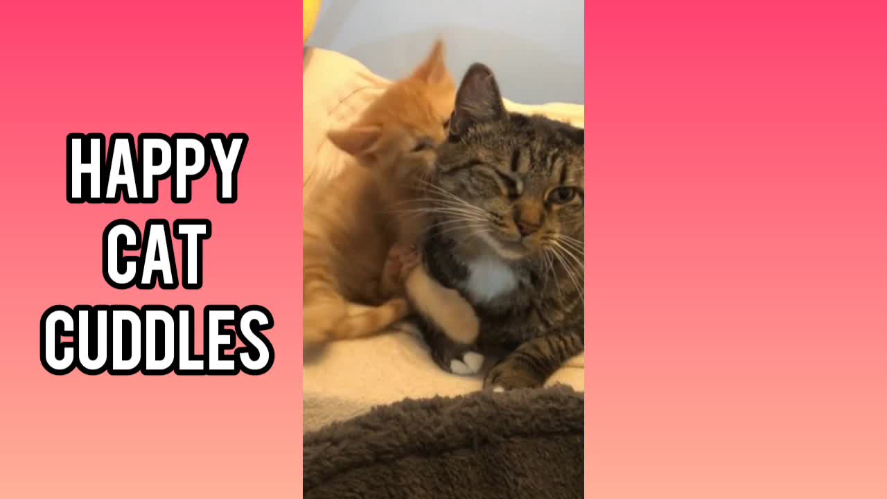 Cute kittens being cute and doing silly things.. Cat Compilation