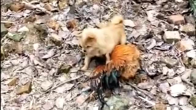 Chicken fight funny video