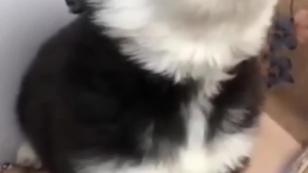 baby husky howling cute