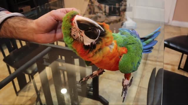 Budgies like to play with their owner