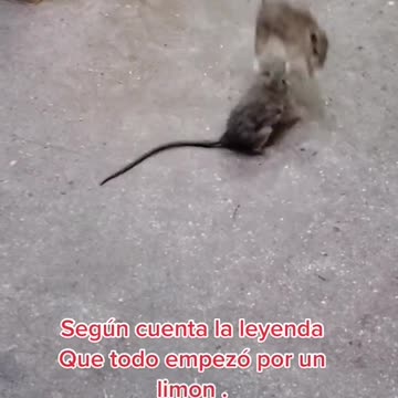 Place Your Bets Now A Good Mexican Rat Fight