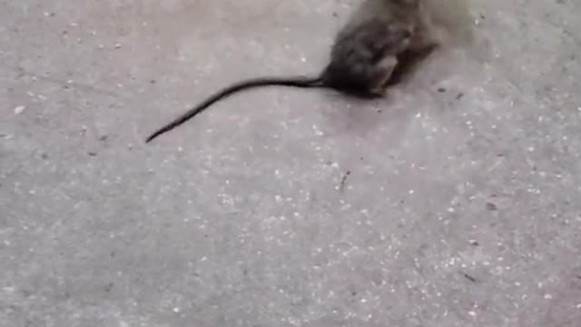 Place Your Bets Now A Good Mexican Rat Fight