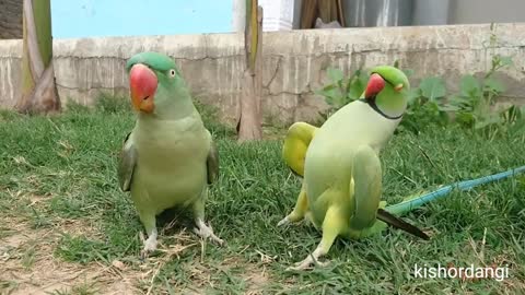 Amazing parrot love story