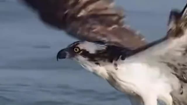 Amazing Bird Attract to Fish in the sea