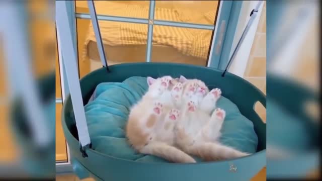 Funny Cats Cute CatVideo