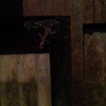 a largatixa na parede pegando barata pt2