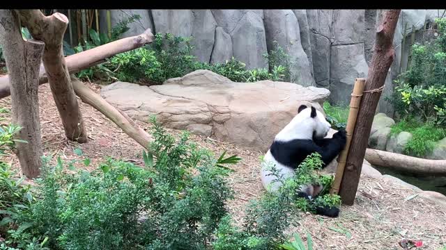 Cute Giant Panda Image and Video Clip