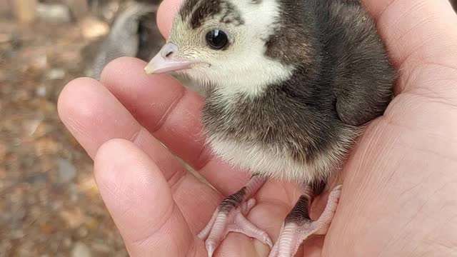 Baby turkey