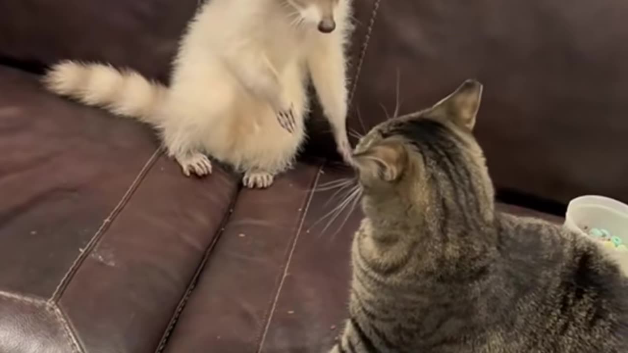 Funny baby Rakun and cats 🦔🐹🐈..