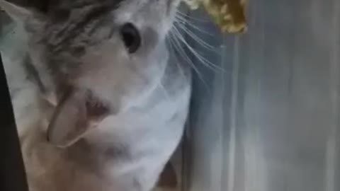 The Finest Cats