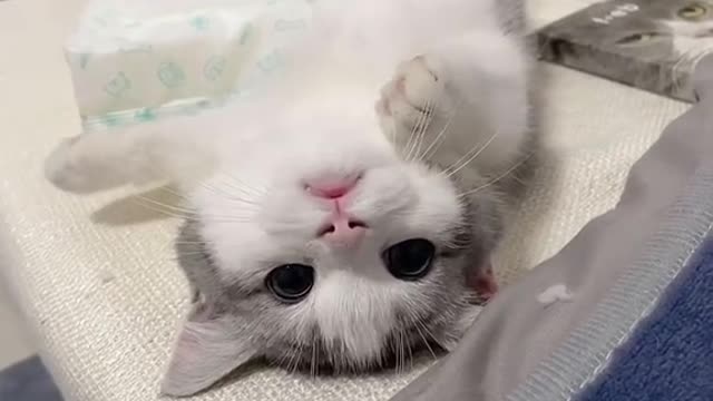 Newly raised cute cat