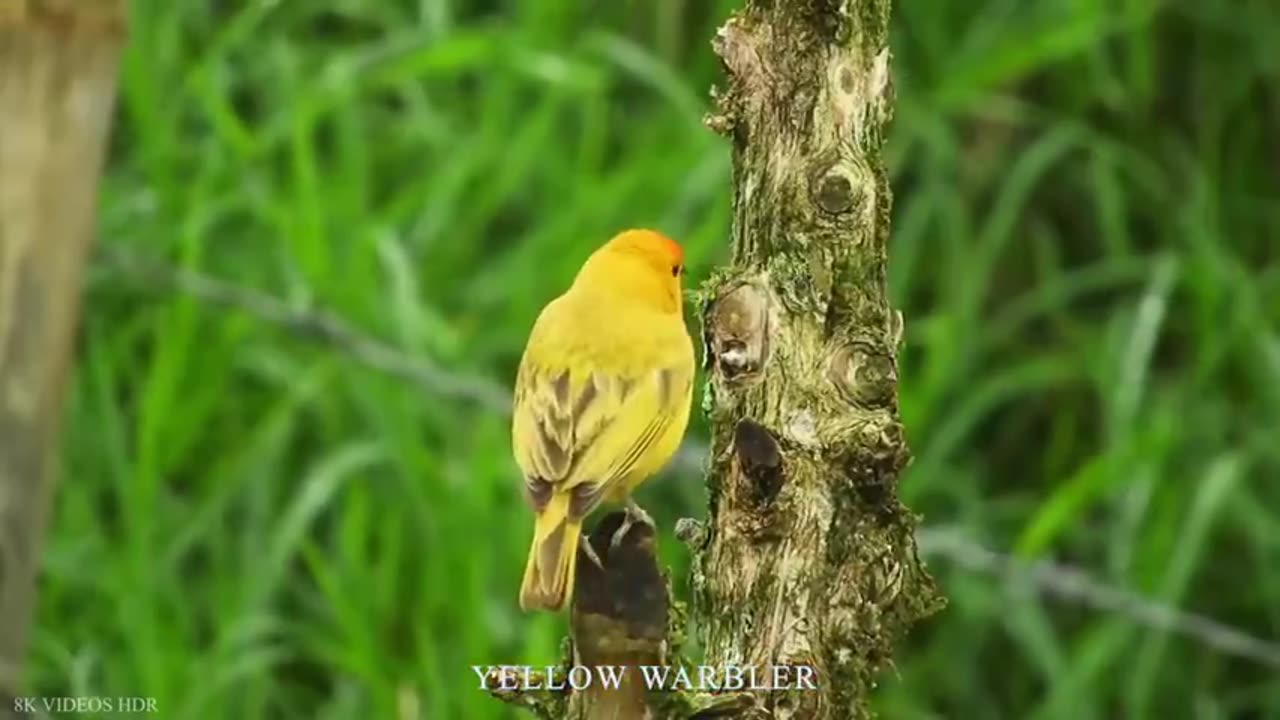 Beautiful birds