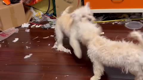little dog