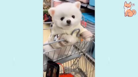 😍 Cute, Funny and Smart Dogs Compilation/Cute Puppies Compilation